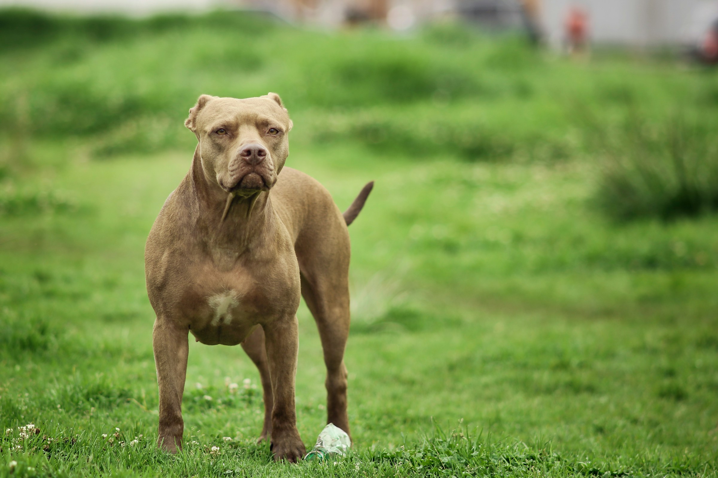 img\articoli\attualita\3\aggressioni_canine.jpg